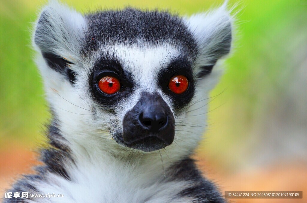 狐猴特写