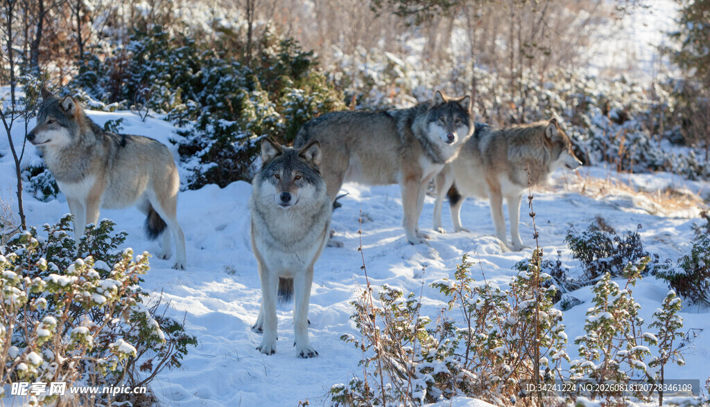 雪地中的狼群