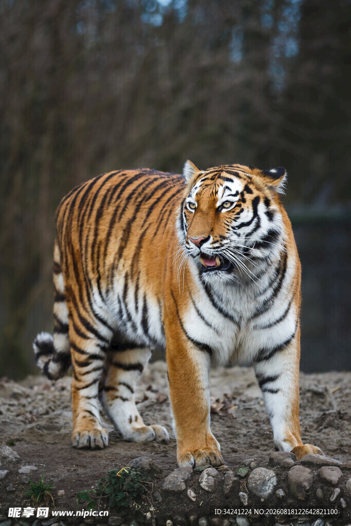 站立的斑斓猛虎