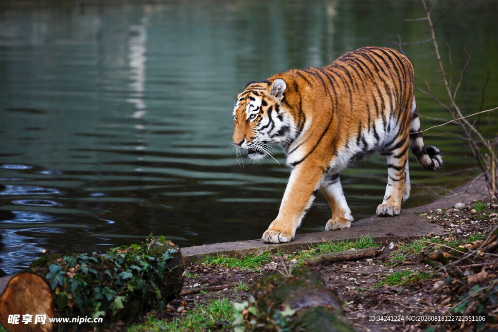 湖畔漫步的斑斓猛虎