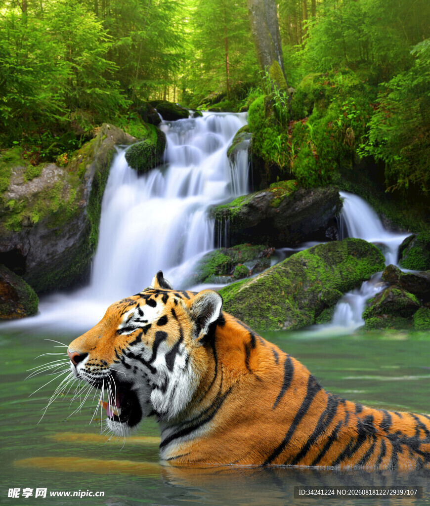水中双虎与林间瀑布美景