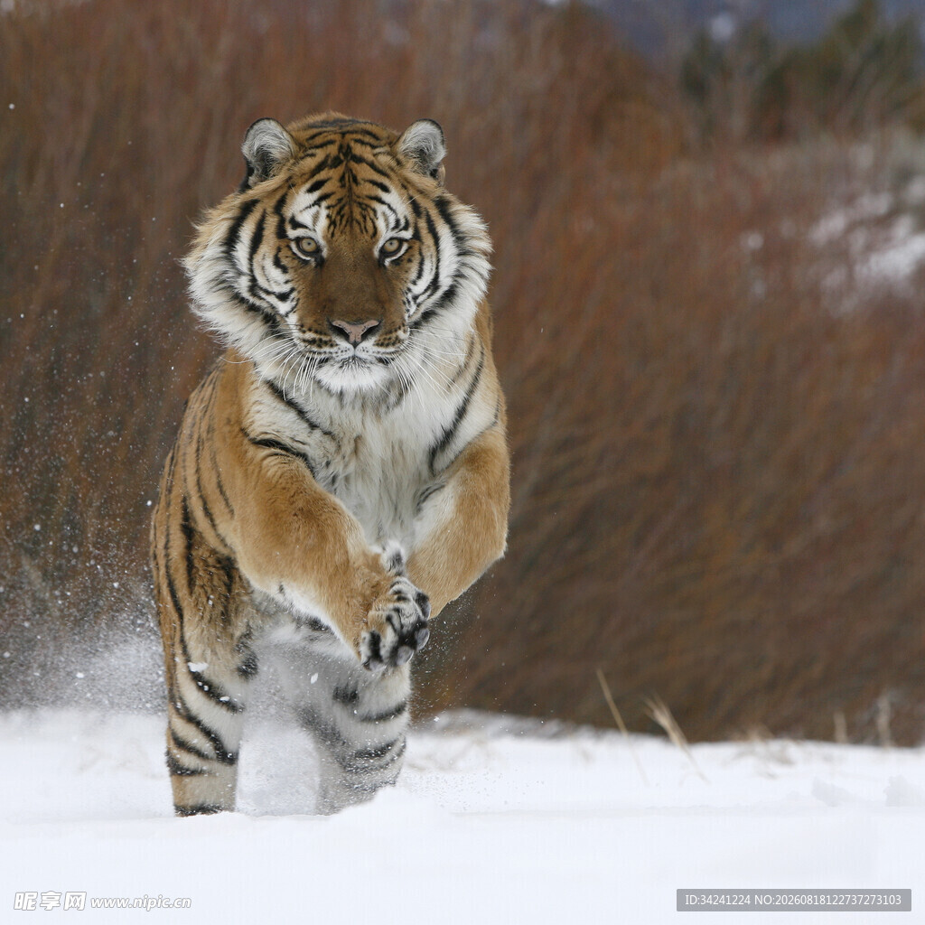 雪地中跃起的威猛老虎