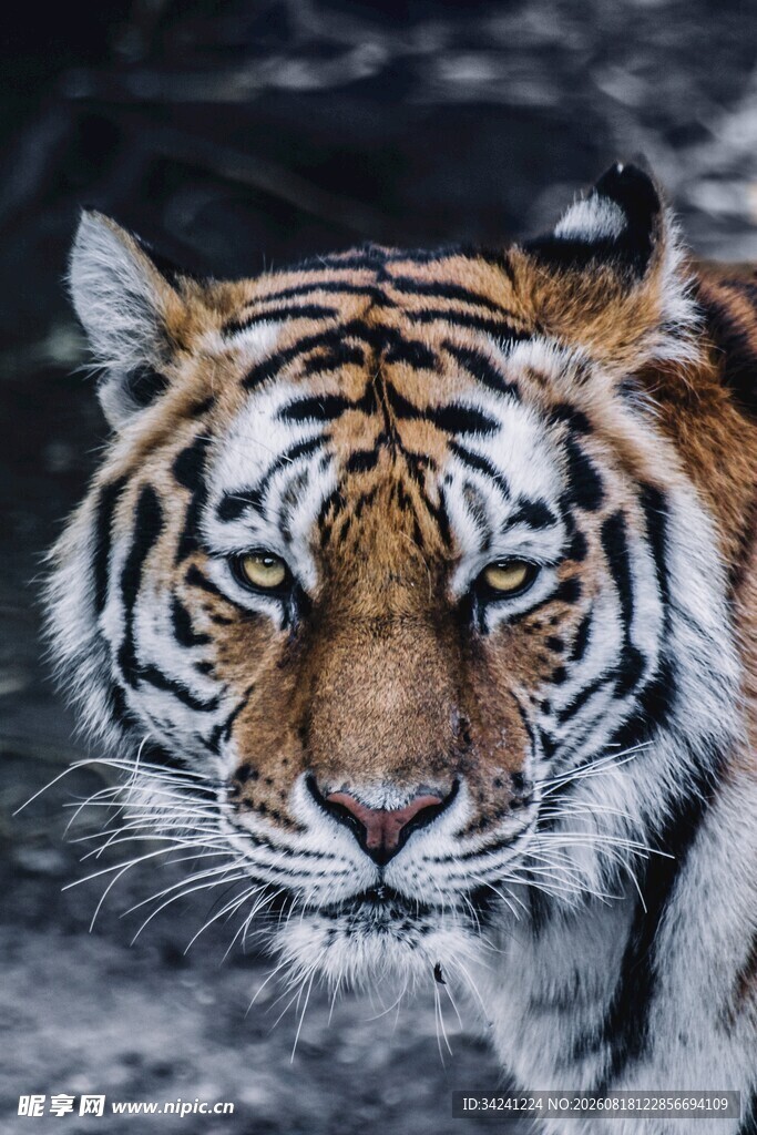 雪地中的威猛老虎