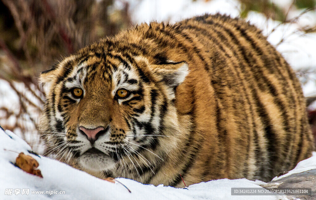 雪地中的威猛老虎