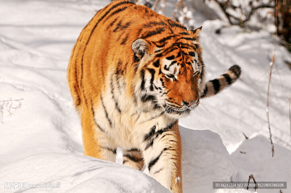 雪地中的斑斓猛虎