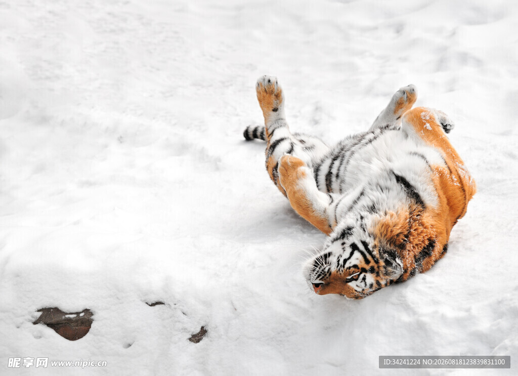 雪地中嬉戏翻滚的老虎