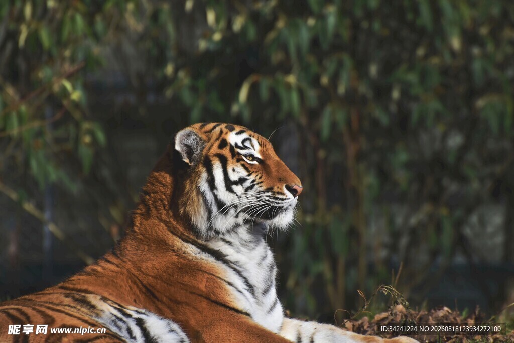 卧于林间的斑斓猛虎