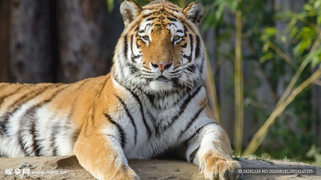 卧于石上的威武斑斓猛虎