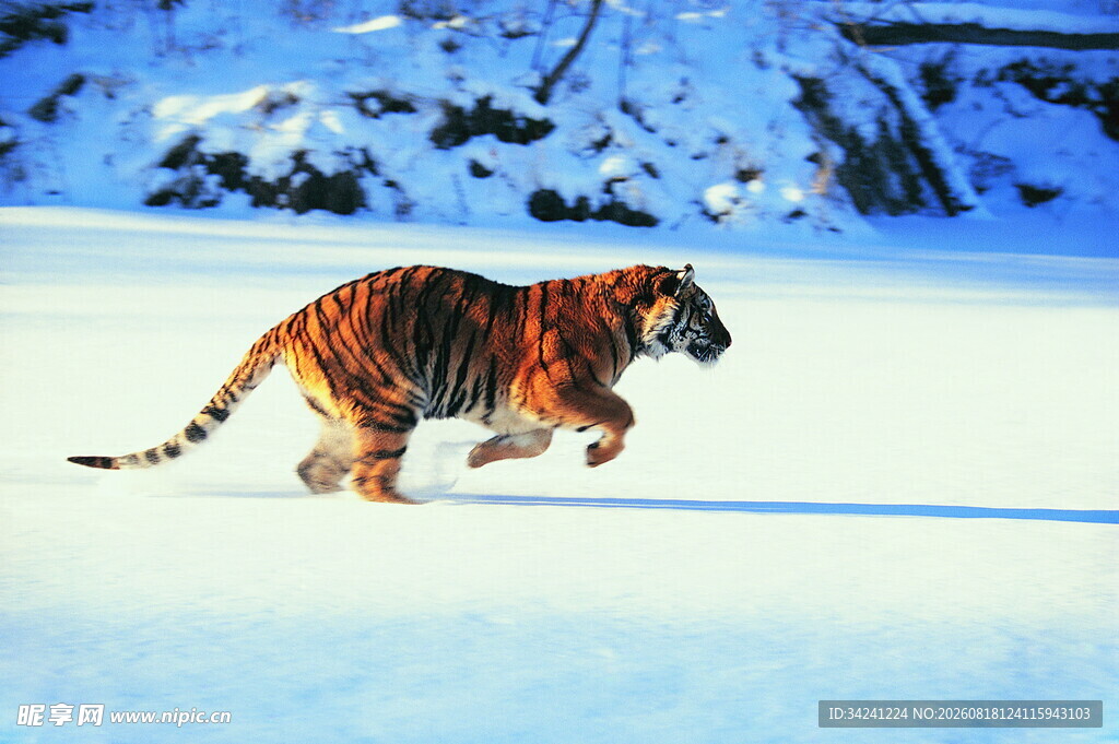 雪地中奔跑的斑斓猛虎