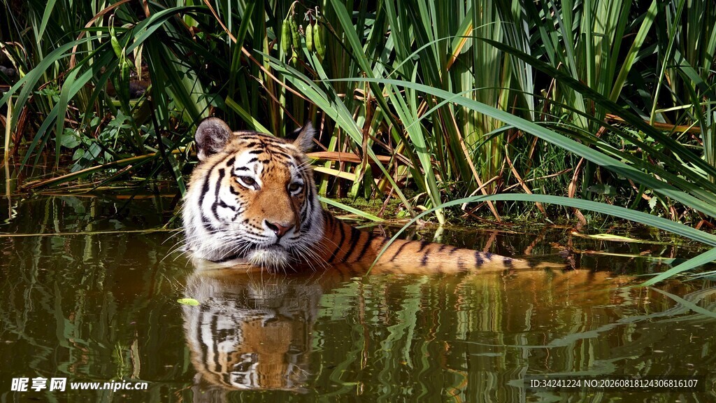 水中休憩的斑斓猛虎