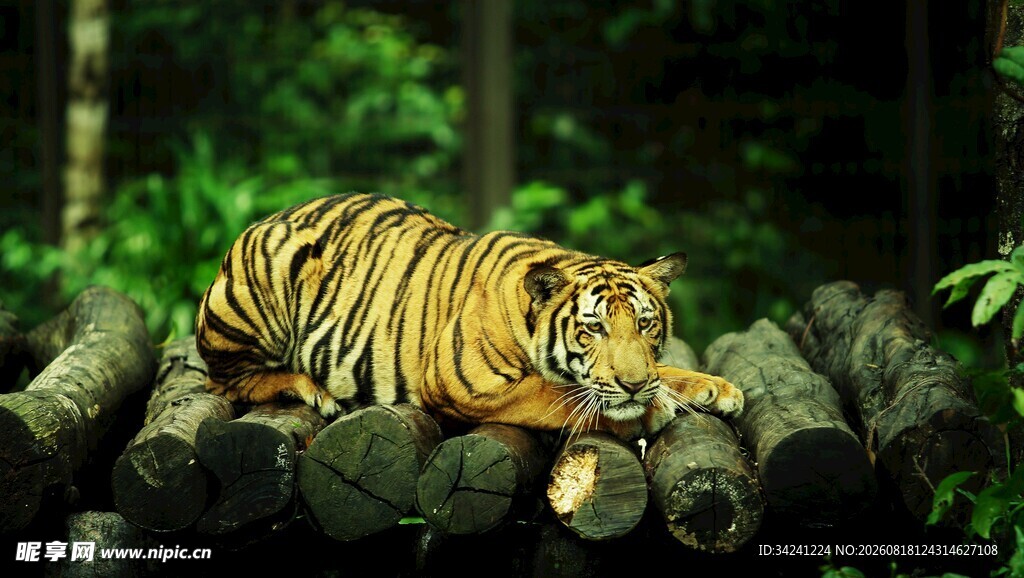 丛林中休憩的斑斓猛虎
