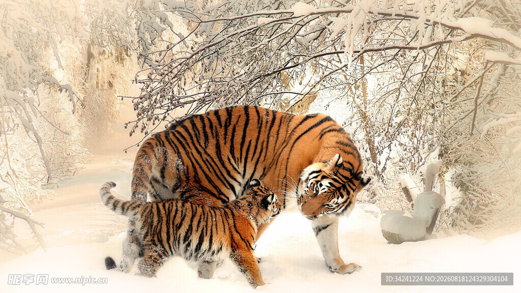雪地中的斑斓猛虎