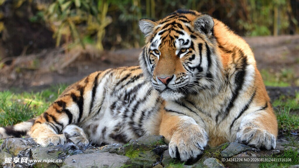 卧于草地的威武斑斓猛虎