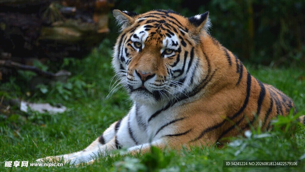草地上休憩的斑斓猛虎