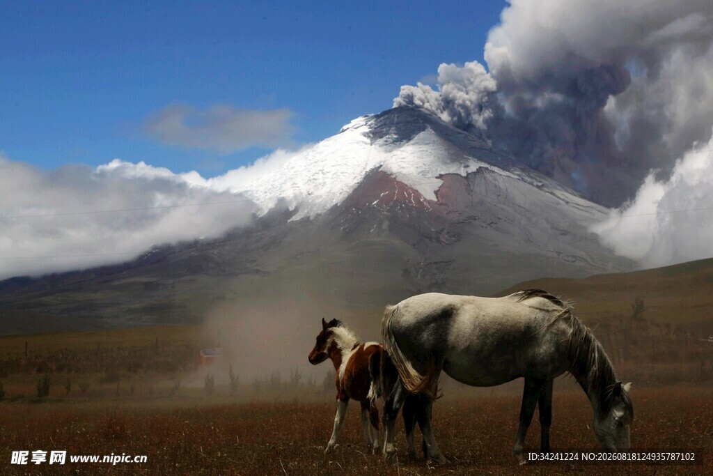 草原骏马与远山壮丽景致