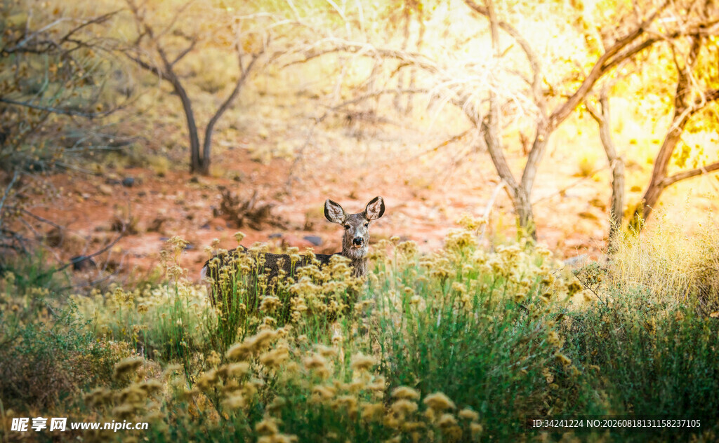 秋日林间漫步美景