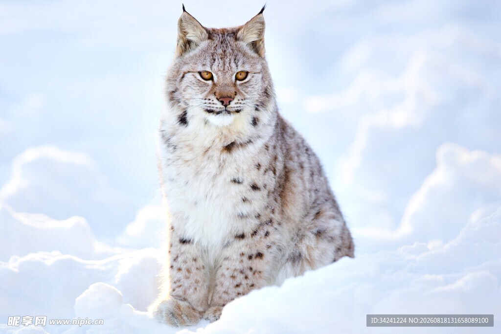 雪地中的猞猁