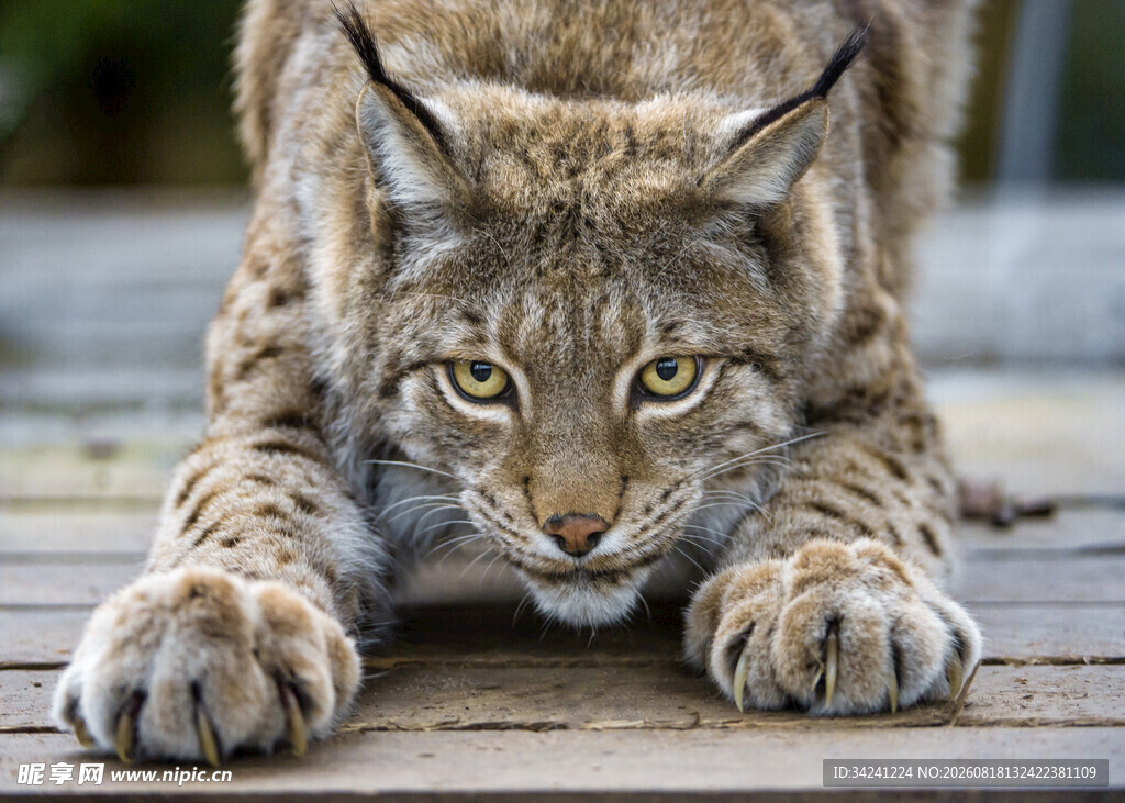 蹲伏的山猫