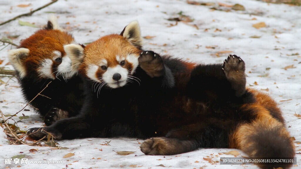 雪地中的小熊猫惬意躺卧