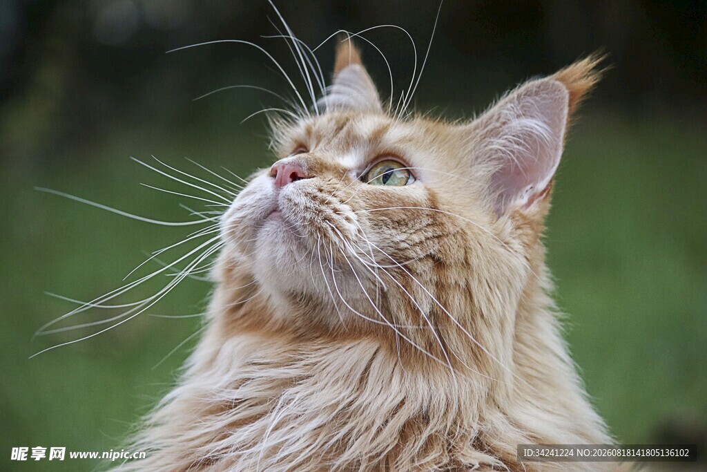 缅因猫仰头望天空