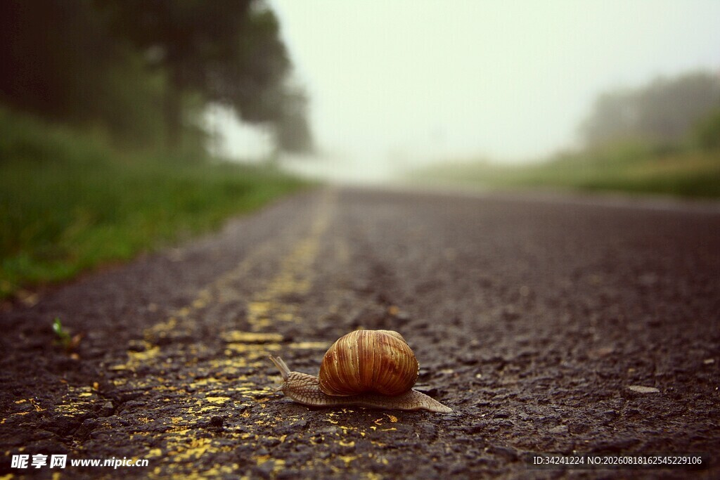 雾中道路上的孤独蜗牛