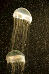 梦幻水母在水中优雅游动