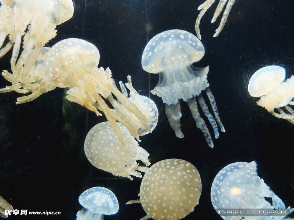 梦幻水母群灵动水中精灵
