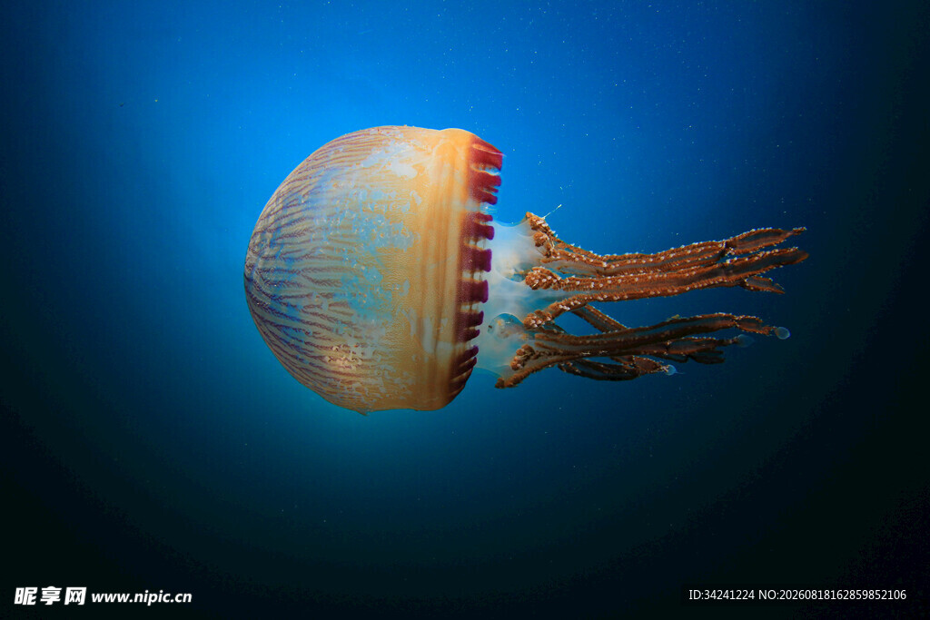 梦幻水母在深海中漂浮