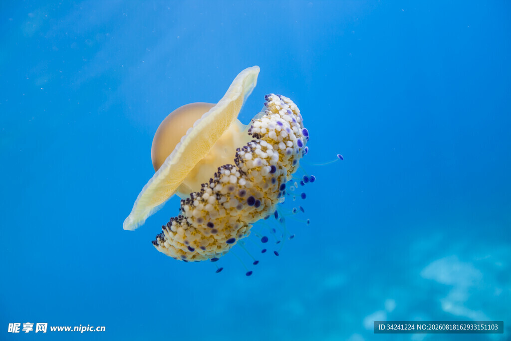 海中漂浮的多彩水母