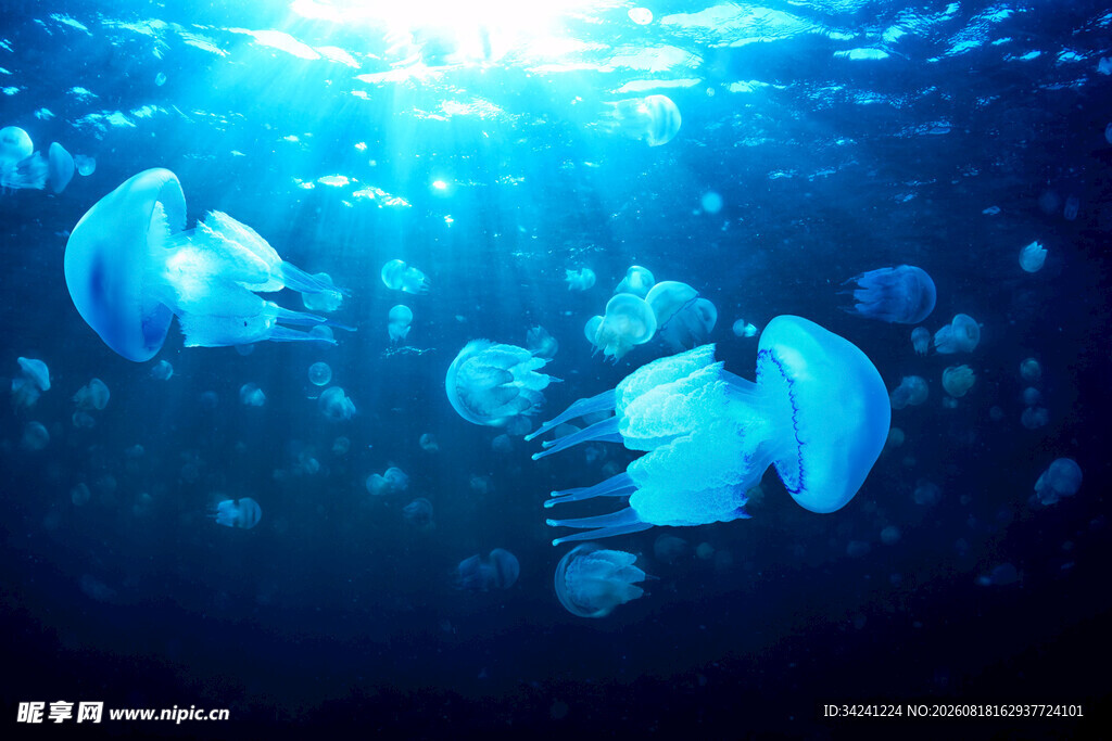 深海中游动的梦幻水母