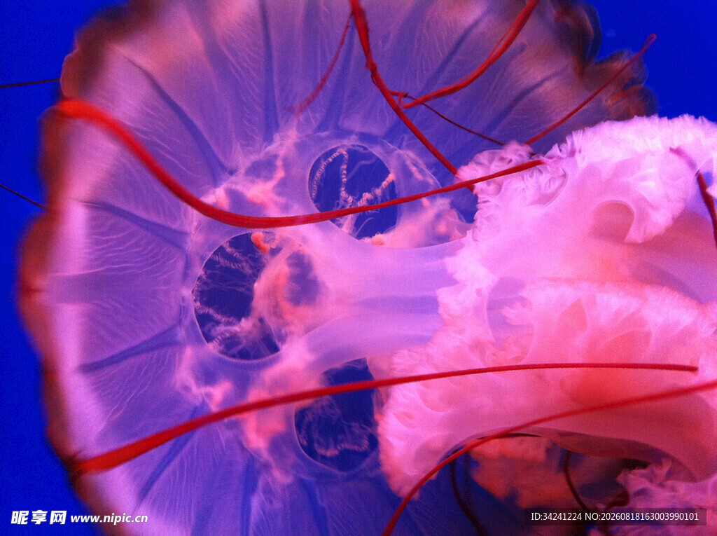 梦幻水母特写