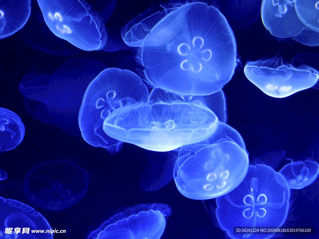 梦幻蓝色水母在水中游动