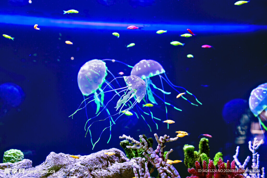 梦幻水母在海底世界游动
