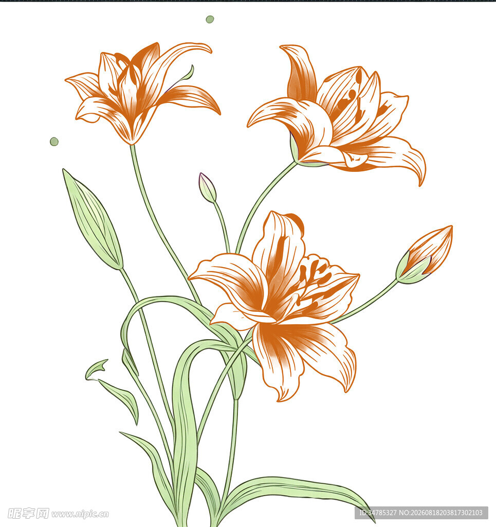 手绘橙色百合花插画