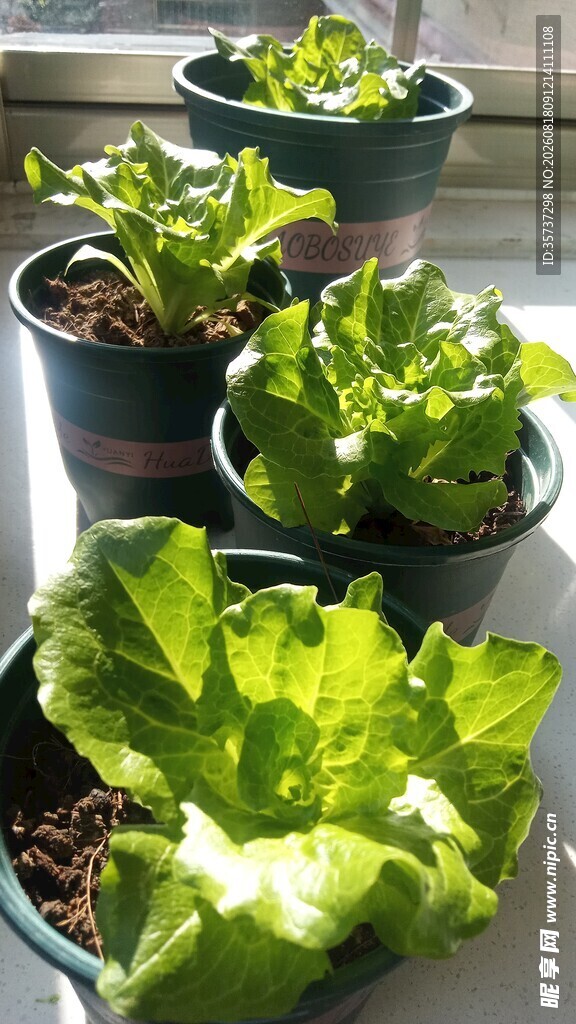 阳光中的小青菜