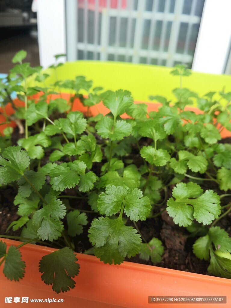 盆栽香菜