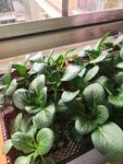 阳台上的小青菜