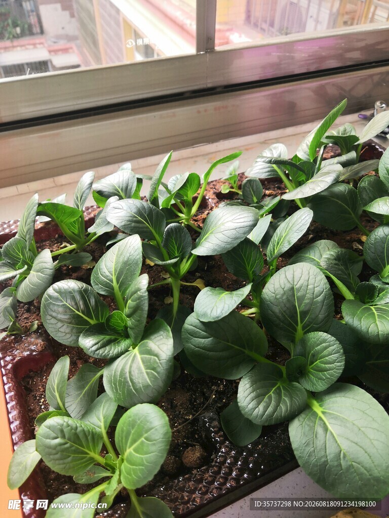 阳台上的小青菜