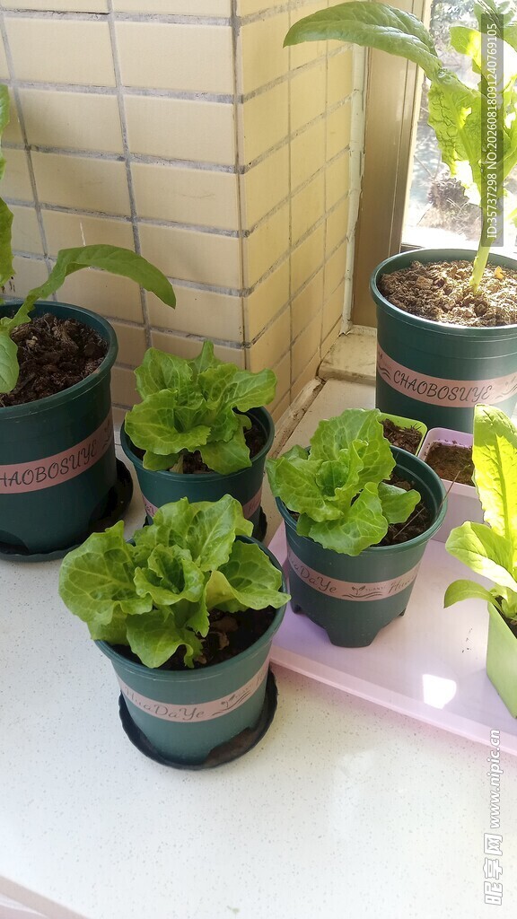 阳台生菜盆栽