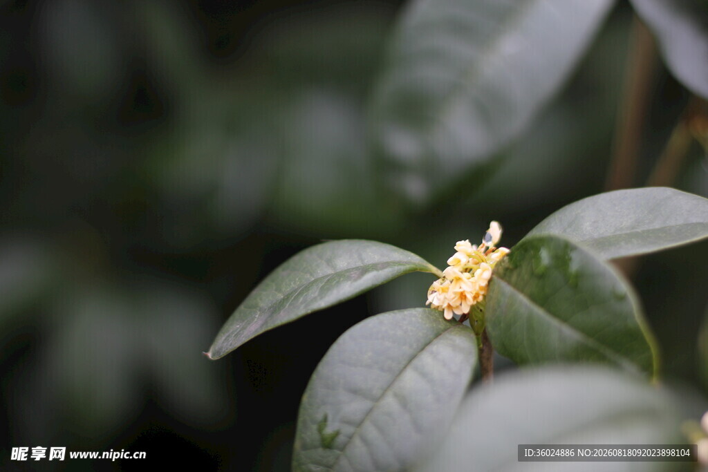 单朵桂花绽于绿叶间