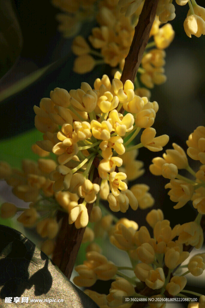 金黄簇簇的桂花绽放