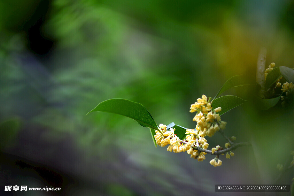 枝头绽放的黄色小花