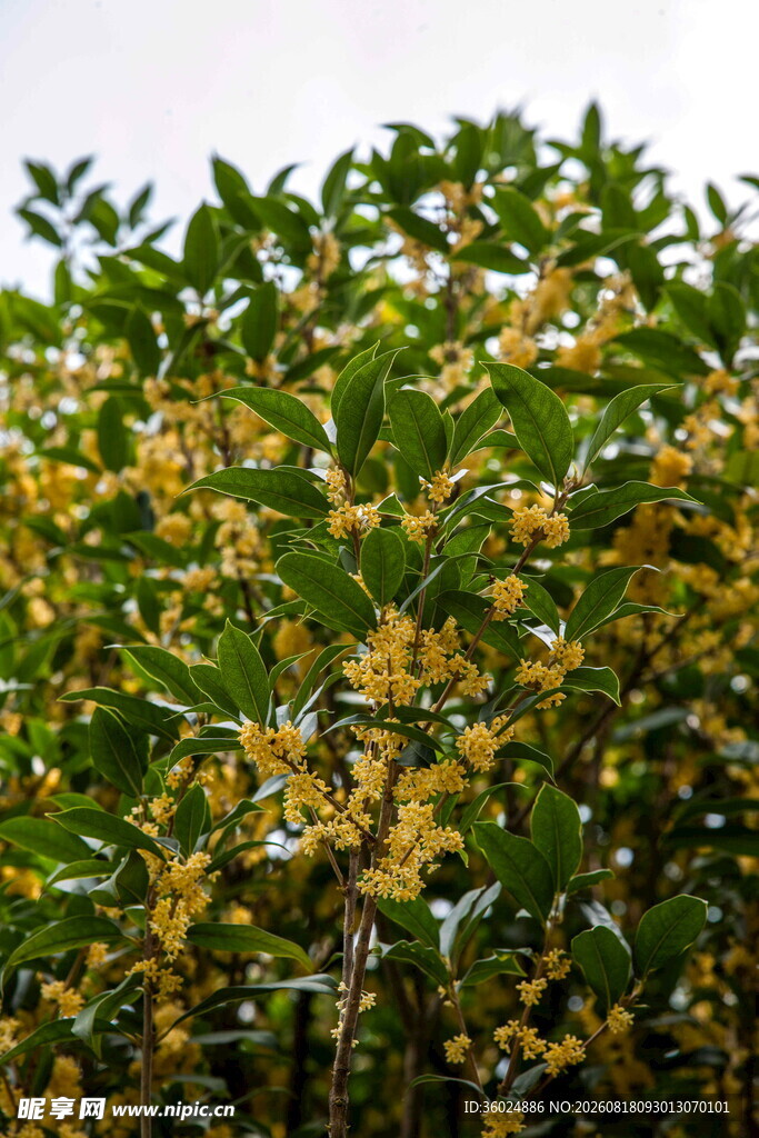 金黄桂花满枝头