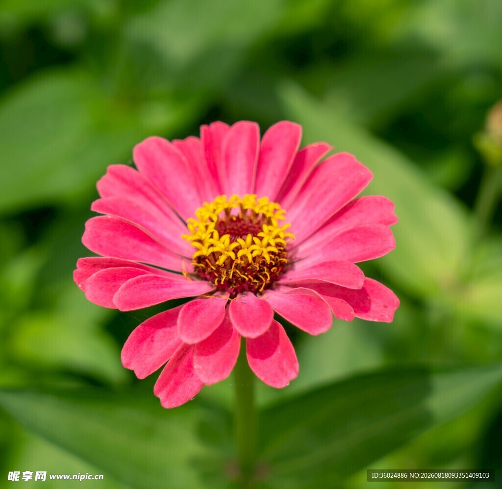 娇艳粉色百日菊
