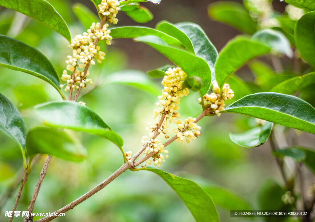桂花绽放枝头
