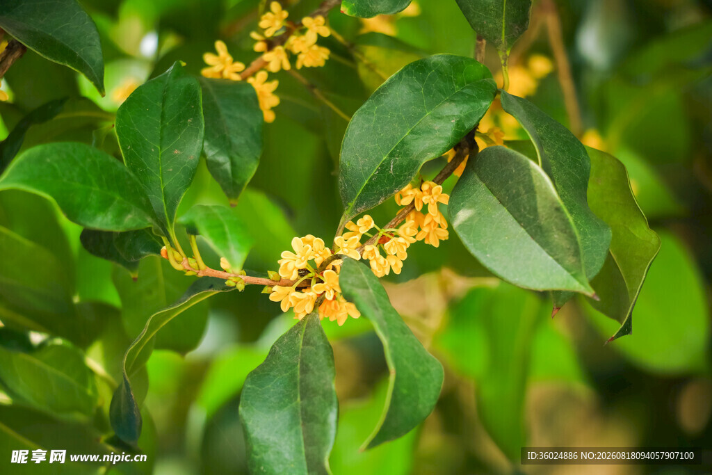 枝头绽放的金黄桂花