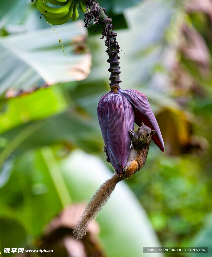 紫色蕉花特写