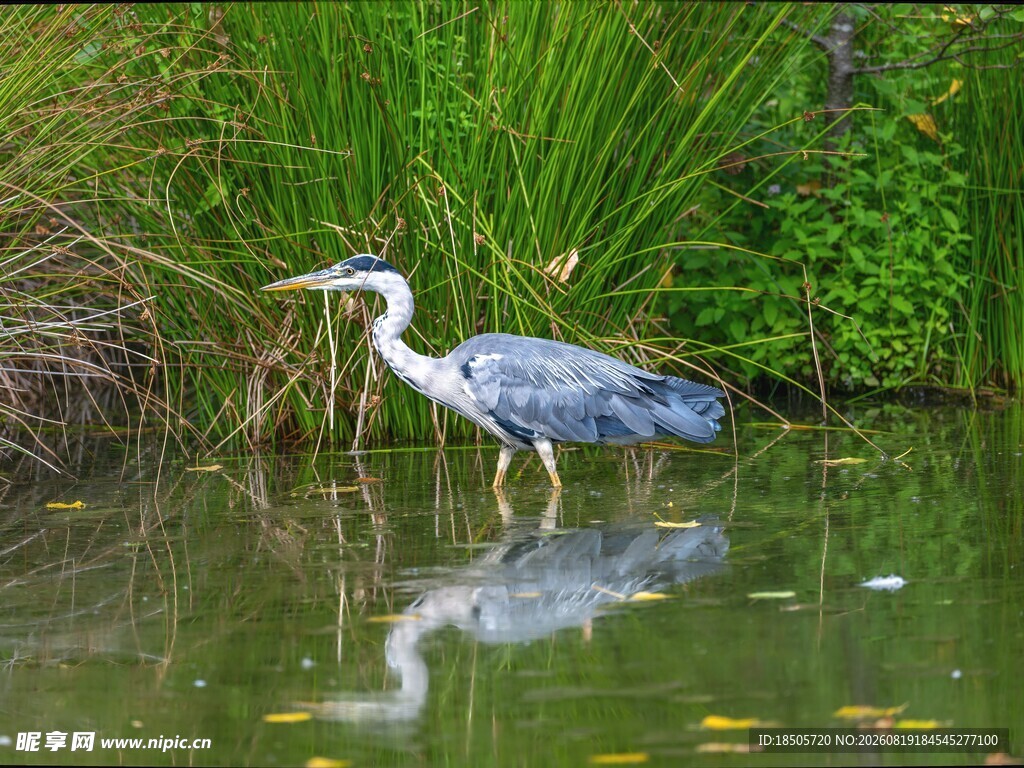水边灰鹭倒影