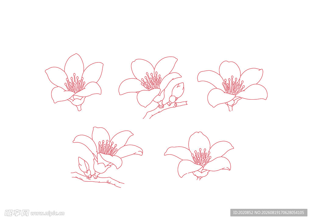 木棉花线稿
