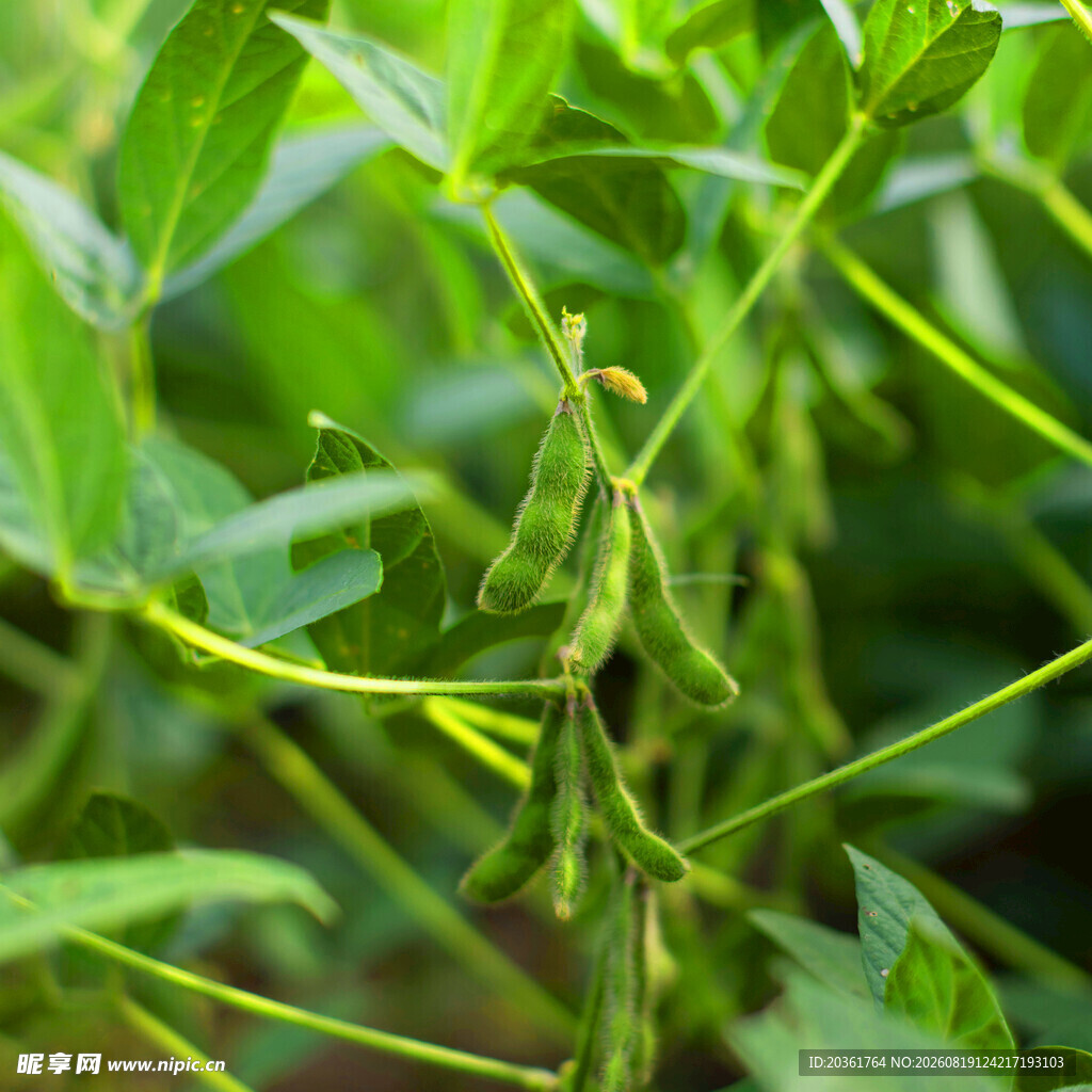 田间生长的鲜嫩毛豆植株